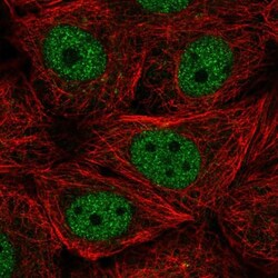 Cyclin L2 Antibody, Novus Biologicals:Antibodies:Primary Antibodies